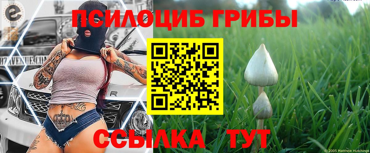 Псилоцибиновые грибы Psilocybine cubensis Клин